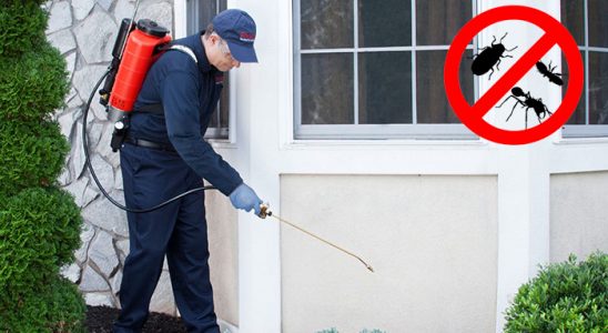Salıpazarı Uçan Haşere İlaçlama böcek ilaçlama ve haşere kontrolü — ilaclama-tr.com